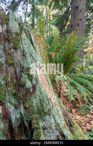 Parc du comté de Mirrormont, Issaquah, Washington, États-Unis. La mousse et le lichen couvraient la souche avec l'espadon de l'Ouest en arrière-plan. Banque D'Images