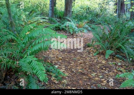 Parc du comté de Mirrormont, Issaquah, Washington, États-Unis. Sentier du parc entouré par les Western Swordferns. Banque D'Images