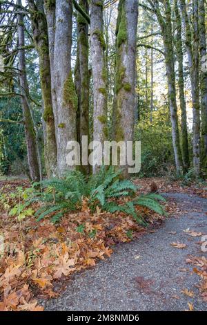 Parc du comté de Mirrormont, Issaquah, Washington, États-Unis. Sentier du parc en automne à côté de l'espadon de l'Ouest et des troncs d'arbre de Douglas couverts de mousse. Banque D'Images