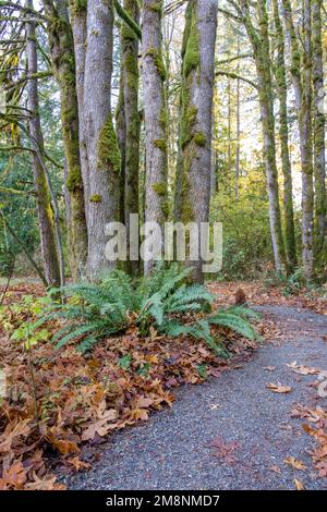 Parc du comté de Mirrormont, Issaquah, Washington, États-Unis. Sentier du parc en automne à côté de l'espadon de l'Ouest et des troncs d'arbre de Douglas couverts de mousse. Banque D'Images