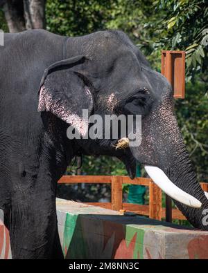 Une photo d'un éléphant indien dans le camp d'éléphants de Coorg, Karnataka, Inde Banque D'Images