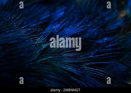 Plume. Plumes de paon. Gros plan sur la plume de la chouette. plumes bleues. Banque D'Images