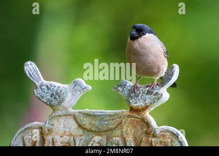 Femelle de Bullfinch eurasien [ Pyrrhula pyrrhula ] sur panneau de jardin en métal Banque D'Images