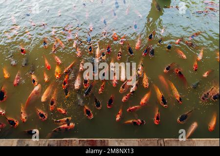 Beaucoup de poissons affamés de carpe fantaisie, jaune, rouge, orange, blanc carpe koï ouvrent leur bouche mendiant pour la nourriture. Photo de haute qualité Banque D'Images