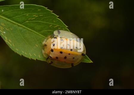 Vue rapprochée du coléoptère asiatique de la tortue ponctuée perché sur une feuille verte avec un arrière-plan sombre. Surakarta, Indonésie. Macro Banque D'Images