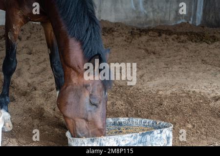 Cheval brun manger et boire dans un seau en plastique noir de près Banque D'Images