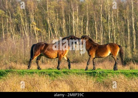 Deux des poneys d'Exmoor brun sauvage, contre un fond de forêt et de roseau. Piquer, élever et frapper. couleurs d'automne en hiver. Pays-Bas Banque D'Images