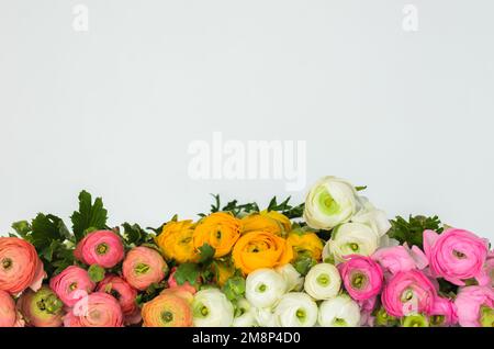 Fleurs ranunculus colorées sur fond blanc. Banque D'Images