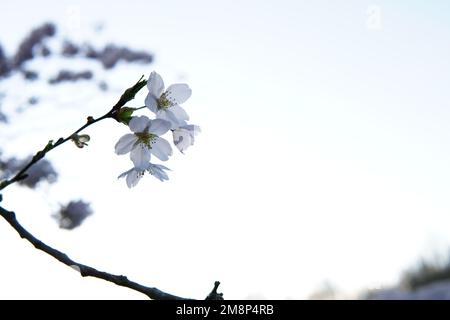 Un cliché peu profond de fleurs de cerisier japonais sur une branche d'arbre avec un arrière-plan flou Banque D'Images