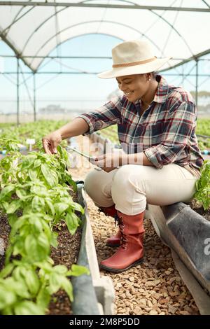 Bonne femme africaine américaine travaillant dans une serre agricole. Femme noire souriante utilisant une application sur une tablette numérique tout en suivant Banque D'Images