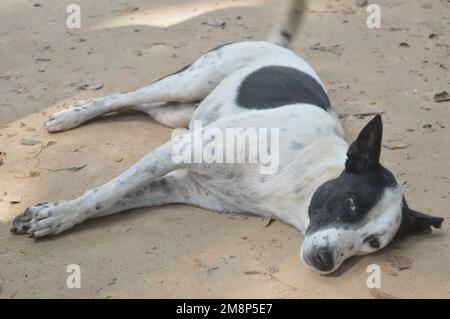 Triste chien solitaire sur une route sablonneuse. Animal errant impuissant regardant vers l'avant avec une expression sombre. Banque D'Images