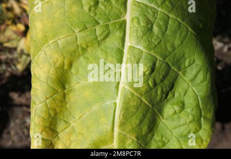 Gros plan de la feuille de plante de tabac dans le champ Banque D'Images