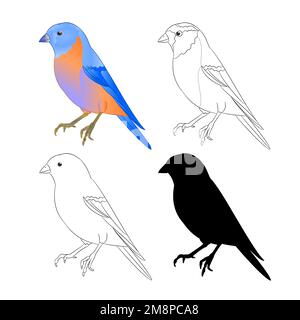 Bluebird Grive nature contour et silhouette sur fond blanc vintage vecteur illustration modifiable main dessiner Illustration de Vecteur