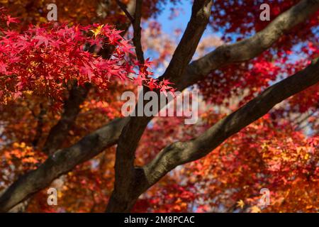 Feuilles d'automne rouges d'érable japonais (Acer palmatum) dans le parc Yoyogi, Tokyo, Japon. Banque D'Images
