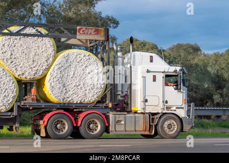 De grandes balles de coton brut roulées de couleur jaune transportées par route sur un semi-remorque à Nyngan, dans le nord-ouest de la Nouvelle-Galles du Sud, en Australie Banque D'Images