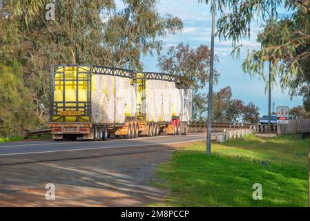 De grandes balles de coton brut roulées de couleur jaune transportées par route sur un semi-remorque à Nyngan, dans le nord-ouest de la Nouvelle-Galles du Sud, en Australie Banque D'Images