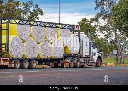 De grandes balles de coton brut roulées de couleur jaune transportées par route sur un semi-remorque à Nyngan, dans le nord-ouest de la Nouvelle-Galles du Sud, en Australie Banque D'Images