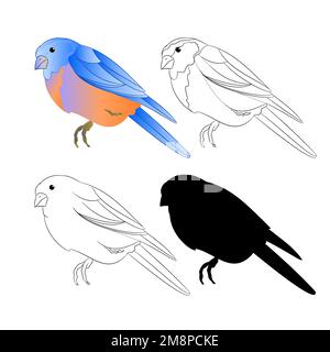 Grive d'oiseau Bluebird contour nature et silhouette sur un fond blanc vintage illustration vectorielle modifiable dessin à la main Illustration de Vecteur