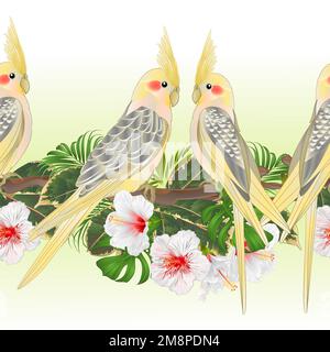 Bordure tropicale fond sans couture Cockatiel jaune mignon oiseaux tropicaux perroquets drôles et hibiscus blanc aquarelle style vintage vecteur Illustratio Illustration de Vecteur