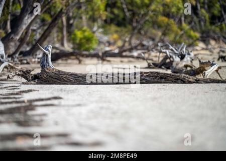 racines de gomme exposées à l'érosion sur la plage Banque D'Images