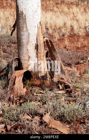Cobar Australie, feuilles mortes et écorce autour de la base d'un eucalyptus Banque D'Images