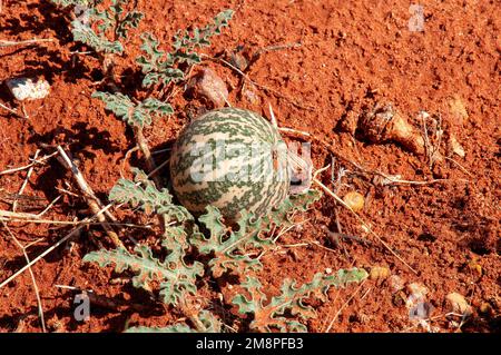 White Cliffs Australie, citrullus colocynthis croissant dans le sable rouge de l'Outback australien Banque D'Images