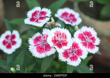 Carnation turque rouge avec macro de flou blanc. Copier l'espace. Dianthus barbatus. Banque D'Images