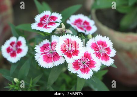 Dianthus fleurit dans le jardin Banque D'Images