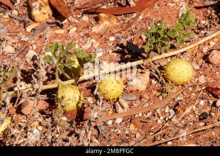 White Cliffs Australie, fruit d'un myriocarpus de cucumis ou de la pastèque est originaire de l'Afrique tropicale et australe. Banque D'Images