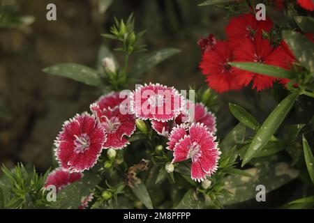 Gros plan sur le jardin de la belle fleur de Dianthus barbatus colorée Banque D'Images