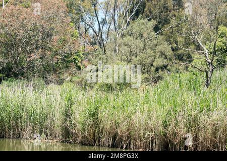 le billabong a des arbres et des roseaux à côté de l'eau Banque D'Images