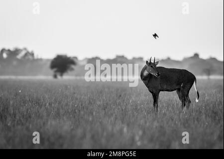 Nilgai mâle sauvage ou taureau bleu ou Boselaphus tragocamelus une antilope asiatique en noir et blanc dans le paysage pittoresque du sanctuaire chhaphar turu inde Banque D'Images