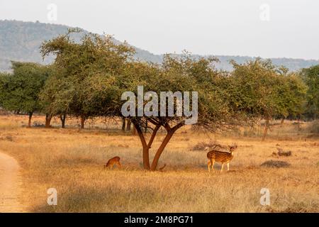 mère a repéré le cerf avec son fauve ou son cerf du chital ou de l'axe ou l'axe broutant l'herbe dans le paysage des prairies pendant le safari d'hiver dans le parc national de panna Banque D'Images