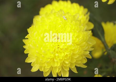 Fleurs de chrysanthème jaune et orange colorées dans la ferme. Banque D'Images