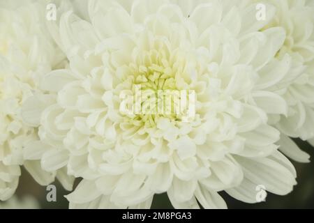 Fleur blanche floue, gros plan du pétale de la fleur blanche de Chrysanthemum ou de la fleur blanche Banque D'Images