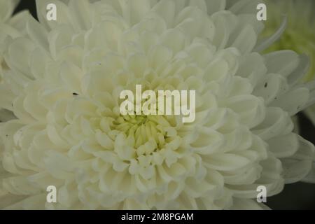 Chrysanthème blanc gros plan sur un arrière-plan flou. La petite fleur aux longs pétales, blanche. Banque D'Images