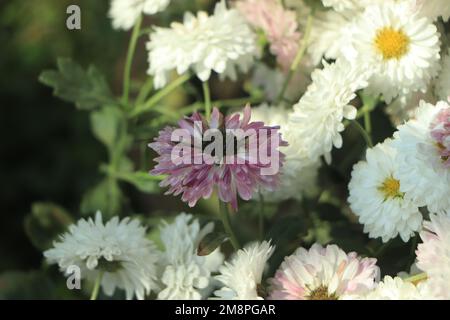 Belle ferme de chrysanthème blanc au Bangladesh Banque D'Images