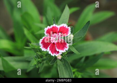 Magnifique arrière-plan de Snowfire en fleurs, poupée de Chine, fleur rose de Chine, fleurs roses de Dianthus Banque D'Images