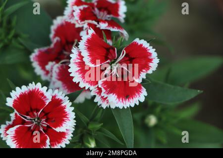 Dianthus barbatus belles plantes ornementales à fleurs, groupe de fleurs blanches rose vif en fleur, Banque D'Images