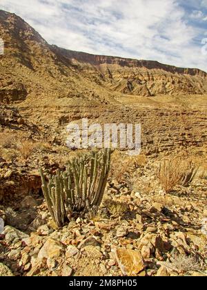 A poison Euphorbia, Euphorbia viosa, qui pousse dans le milieu desolate sur le bord rocheux du canyon de la rivière des poissons, dans le sud de la Namibie Banque D'Images