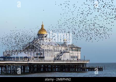 Murmuration de Starlings, au-dessus de la jetée d'Eastbourne. Un grand nombre d'étoiles rôde ensemble pour des raisons de sécurité en hiver. Banque D'Images