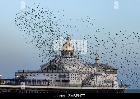 Murmuration de Starlings, au-dessus de la jetée d'Eastbourne. Un grand nombre d'étoiles rôde ensemble pour des raisons de sécurité en hiver. Banque D'Images