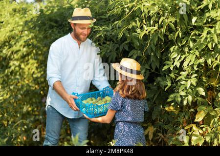 Un fermier heureux dans un chapeau de paille donne à une petite fille une boîte avec une récolte de fruits de passion dans ses mains. Père et fille travaillent ensemble dans le jardin. Le Banque D'Images