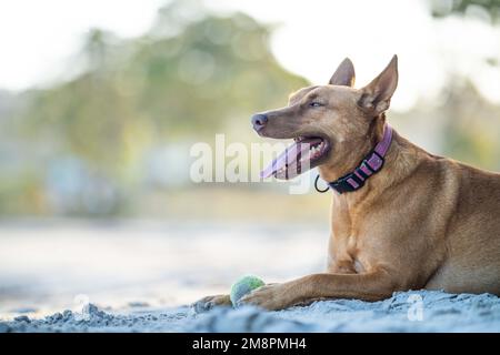 gros plan d'un chien kelpie sur le sable d'une plage en australie en été Banque D'Images
