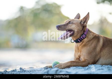 gros plan d'un chien kelpie sur le sable d'une plage en australie en été Banque D'Images