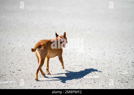 chien kelpie sur une plage de sable en australie Banque D'Images