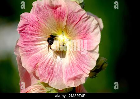 Gros plan du bourdon, pollinisant une fleur d'hibiscus rouge Banque D'Images