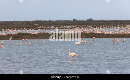 Colonie de Flamingos au Parc naturel du Delta de l'Ebre, Catalogne Banque D'Images