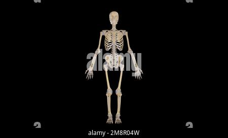 Squelette humain et joints isolés,rendu 3D Banque D'Images
