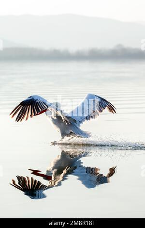 Pélican dalmatien touchant la surface de l'eau du lac Kerkini, dans la région de Serres, Macédoine, Grèce, Europe. Banque D'Images